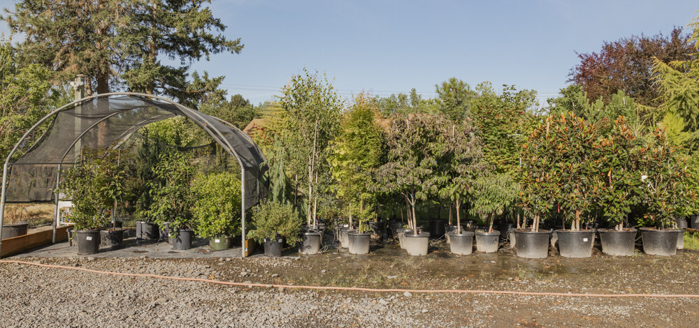 Potted trees and shrubs lined up in rows along a shade house on the nursery grounds.