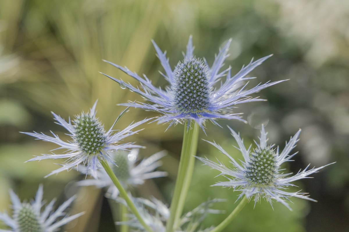Close-up of steel-blue sea holly flowers in bloom against soft nursery greenery.