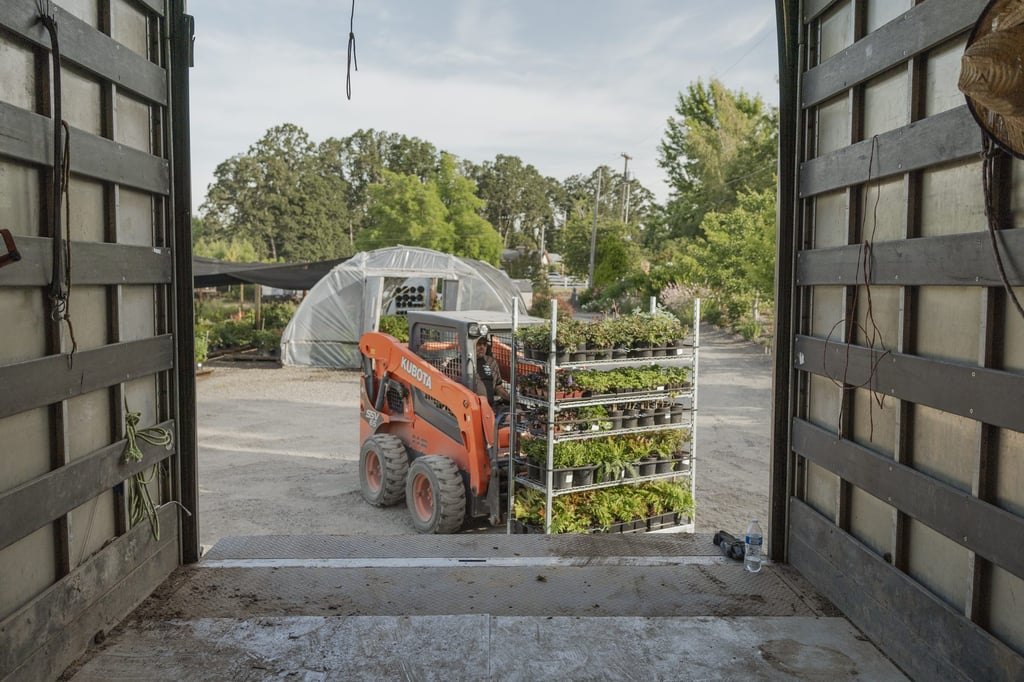 A skid steer wheeling a full rack of plants out of the loading barn doors at the R&M yard.