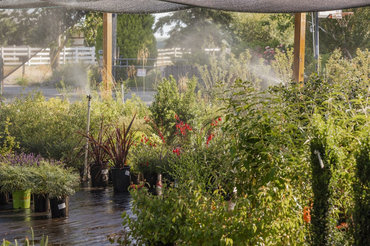 Mist drifting over nursery beds of grasses, perennials and shrubs under shade cloth at dawn.