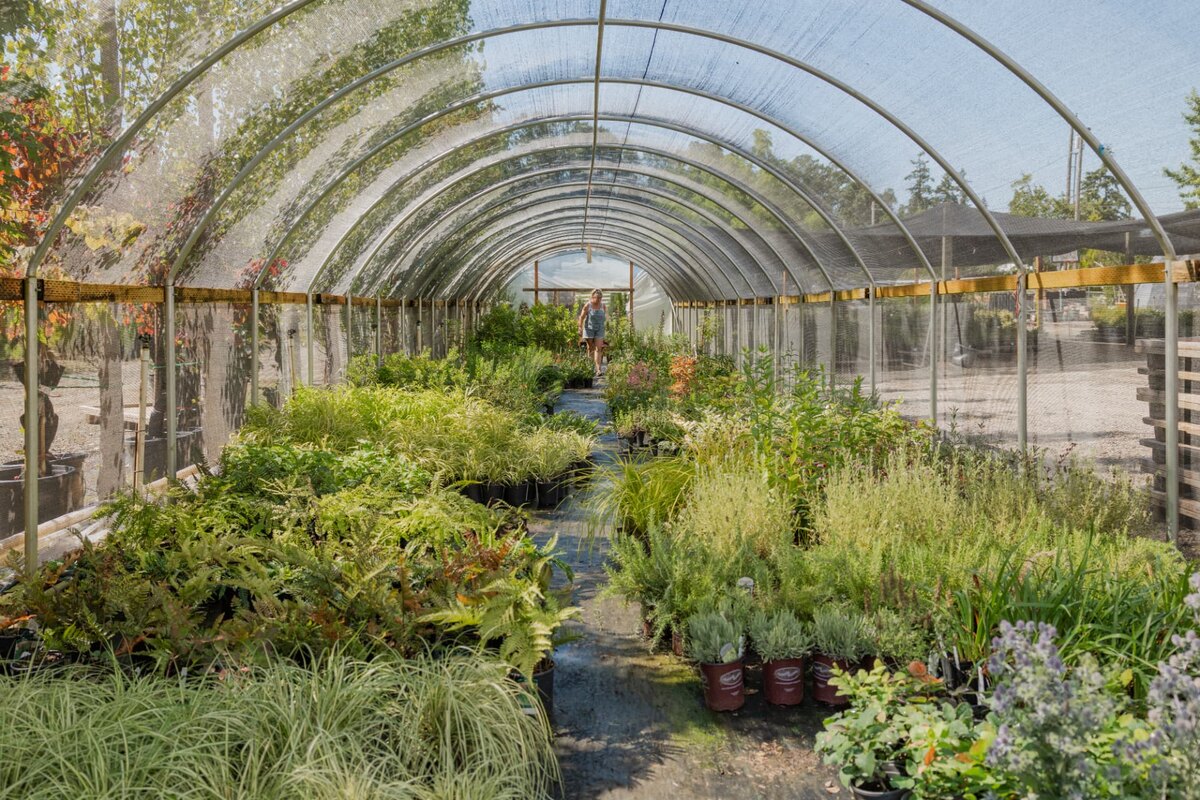 A long hoop house aisle, both sides packed with potted shrubs and perennials, leading to a figure standing in the distance.