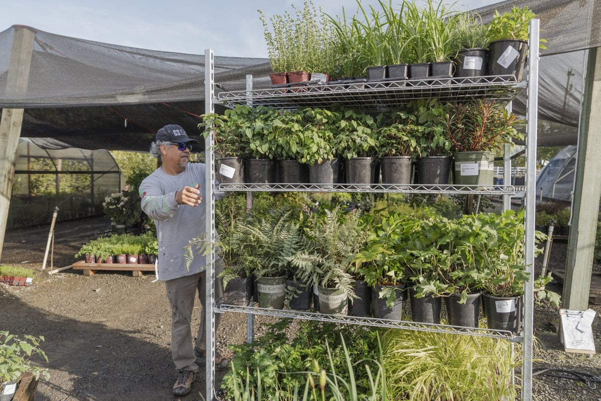 A crew member pulling containerized stock from a shade-house rack to fill an order.