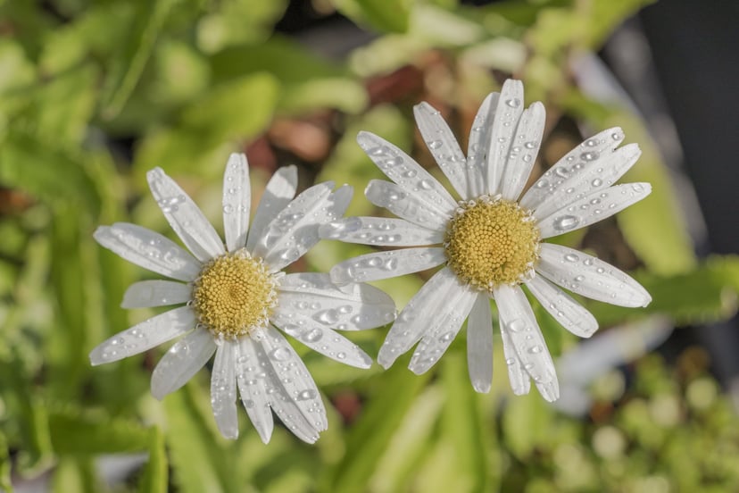 Close-up of two rain-speckled white daisies in bloom among nursery foliage.