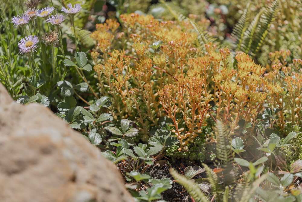 A fall garden bed of orange stonecrop, purple asters and ferns spilling around a natural boulder.