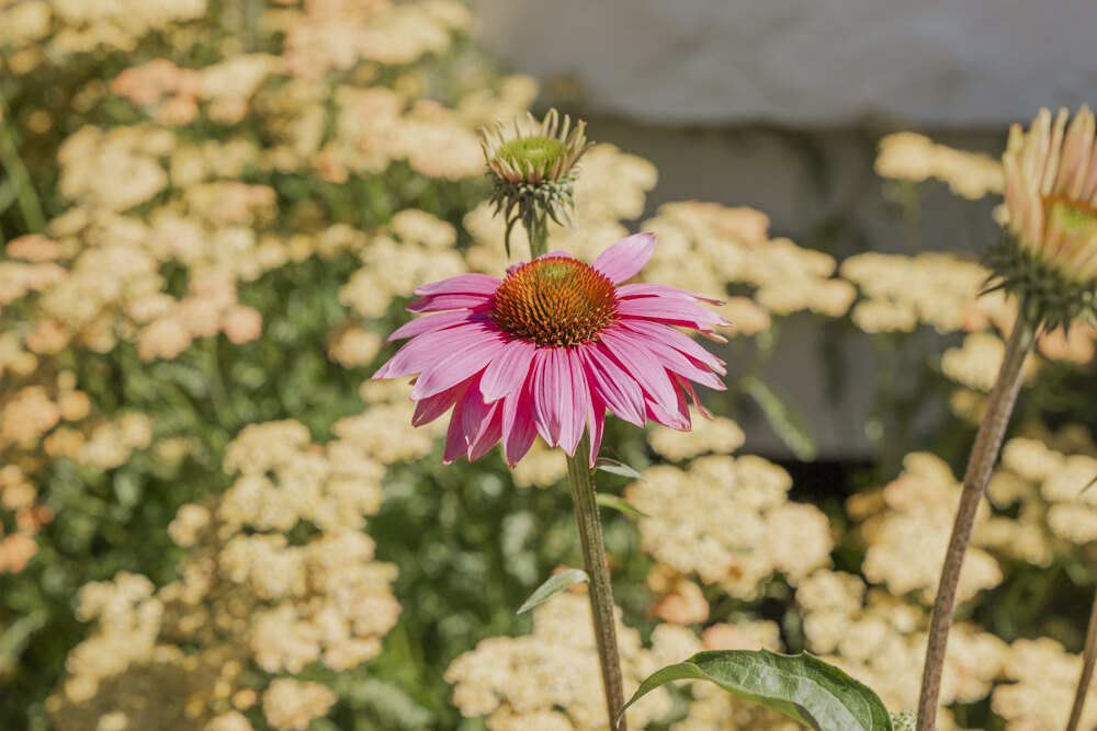 A pink coneflower rising through a drift of pale yarrow in a sunlit garden bed.