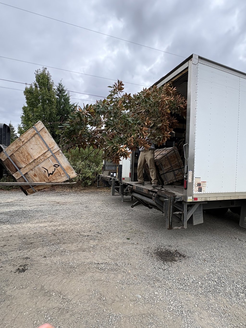 A crew member loading a large boxed magnolia into a box truck at the nursery yard.