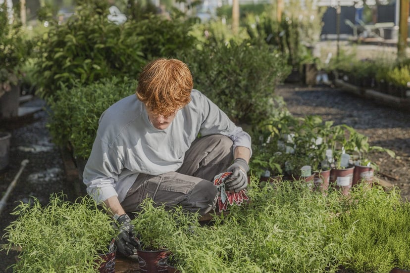 A crew member kneeling in a nursery row, checking container stock before it ships.