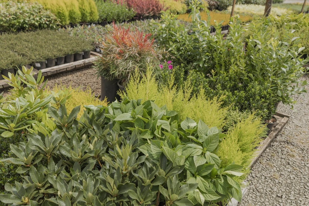 Rows of full, healthy shrubs, grasses and perennials staged in graded nursery beds.