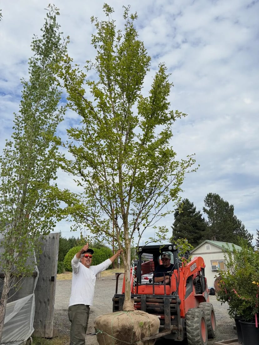 A crew member giving a thumbs-up beside a skid steer loading a large balled-and-burlapped specimen tree at the nursery.