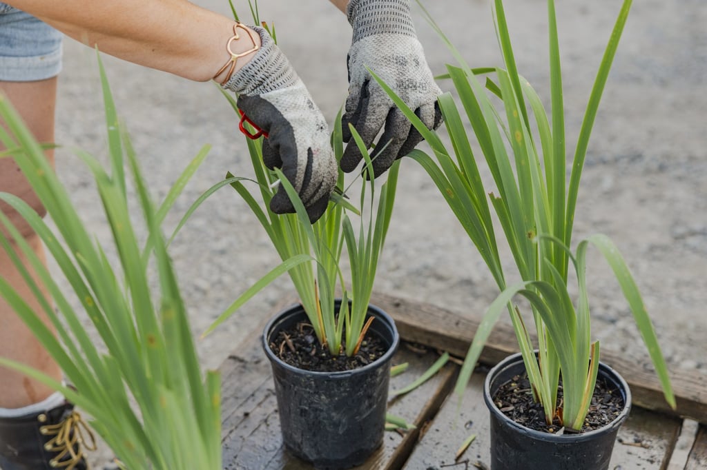 Gloved hands setting two containers of ornamental grasses side by side.